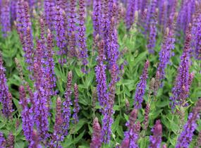 Šalvěj hajní 'Ostfriesland' - Salvia nemorosa 'Ostfriesland'