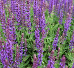 Šalvěj hajní 'Ostfriesland' - Salvia nemorosa 'Ostfriesland'