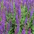 Salvia nemorosa 'Ostfriesland'.JPG