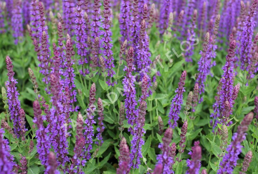 Šalvěj hajní 'Ostfriesland' - Salvia nemorosa 'Ostfriesland'