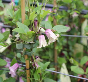 Plamének vlašský 'Fay' - Clematis viticella 'Fay'