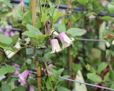 Plamének vlašský 'Fay'