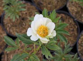 Pivoňka bělokvětá 'White Wings' - Paeonia lactiflora 'White Wings'