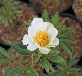 Pivoňka bělokvětá 'White Wings' - Paeonia lactiflora 'White Wings'