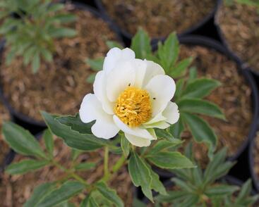 Pivoňka bělokvětá 'White Wings'