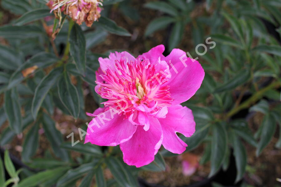 Pivoňka bělokvětá 'Best Man' - Paeonia lactiflora 'Best Man'