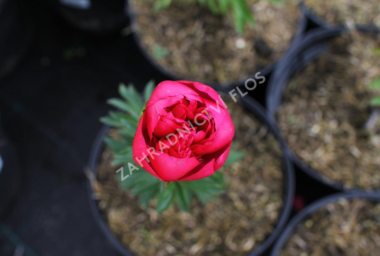Pivoňka bělokvětá 'Big Ben' - Paeonia lactiflora 'Big Ben'