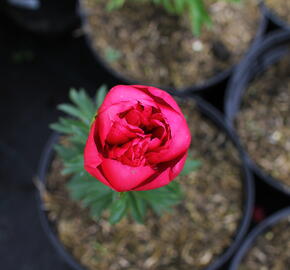 Pivoňka bělokvětá 'Big Ben' - Paeonia lactiflora 'Big Ben'