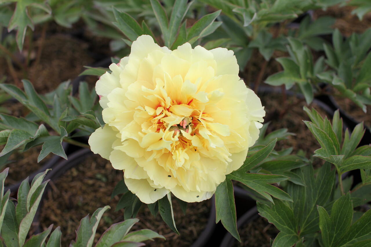 Pivoňka Itoh-hybrid 'Border Charm' - Paeonia Itoh-hybrid 'Border Charm ...