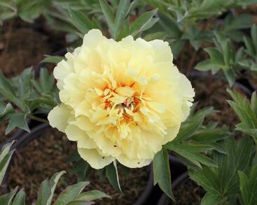 Pivoňka Itoh-hybrid 'Border Charm'