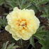 Paeonia Itoh-hybrid 'Border Charm'.JPG