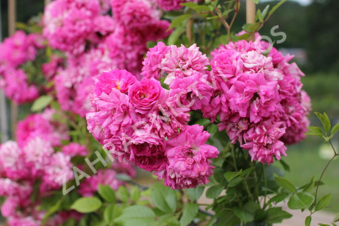 Růže pnoucí 'Superb Dorothy' - Rosa PN 'Superb Dorothy'