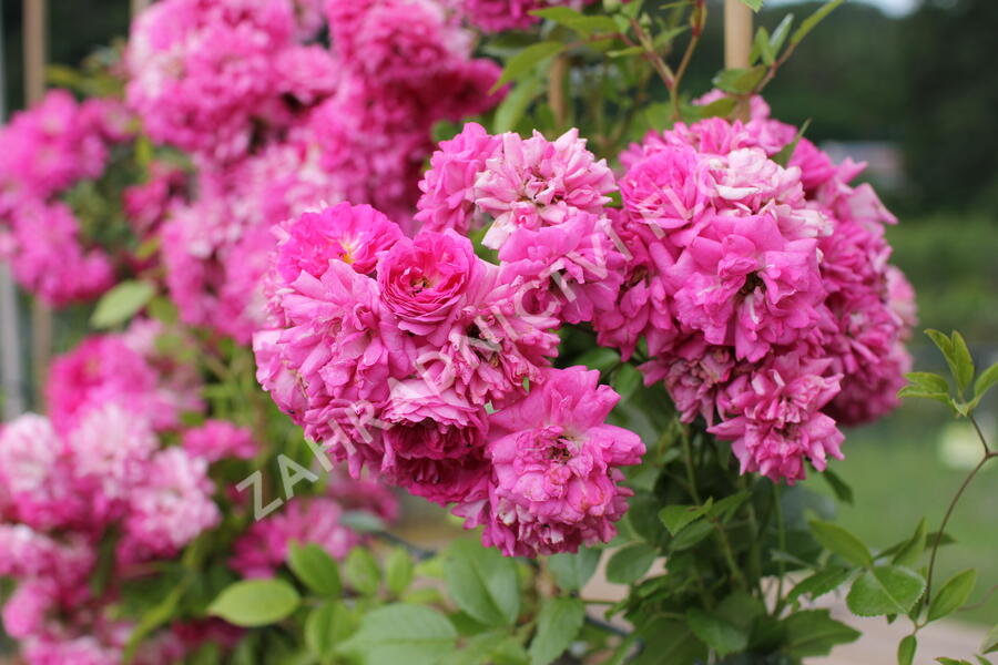 Růže pnoucí 'Superb Dorothy' - Rosa PN 'Superb Dorothy'