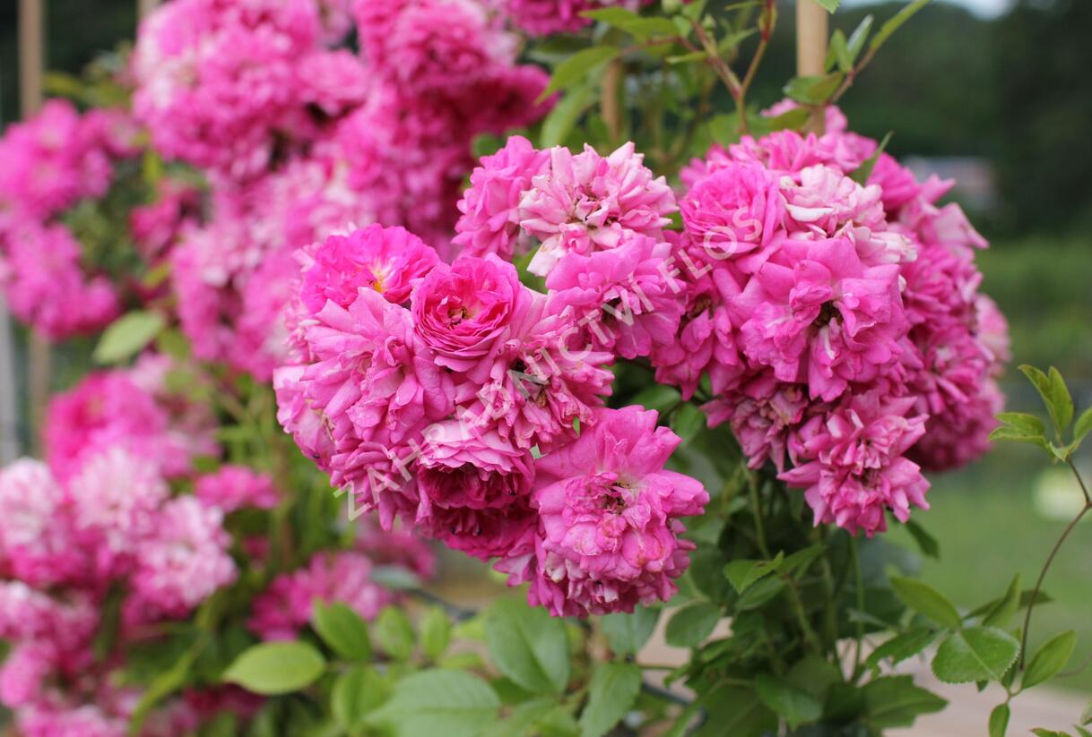 Růže pnoucí 'Superb Dorothy' - Rosa PN 'Superb Dorothy'
