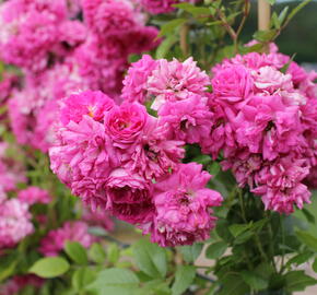 Růže pnoucí 'Superb Dorothy' - Rosa PN 'Superb Dorothy'