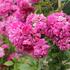 Rosa PN 'Superb Dorothy'.JPG