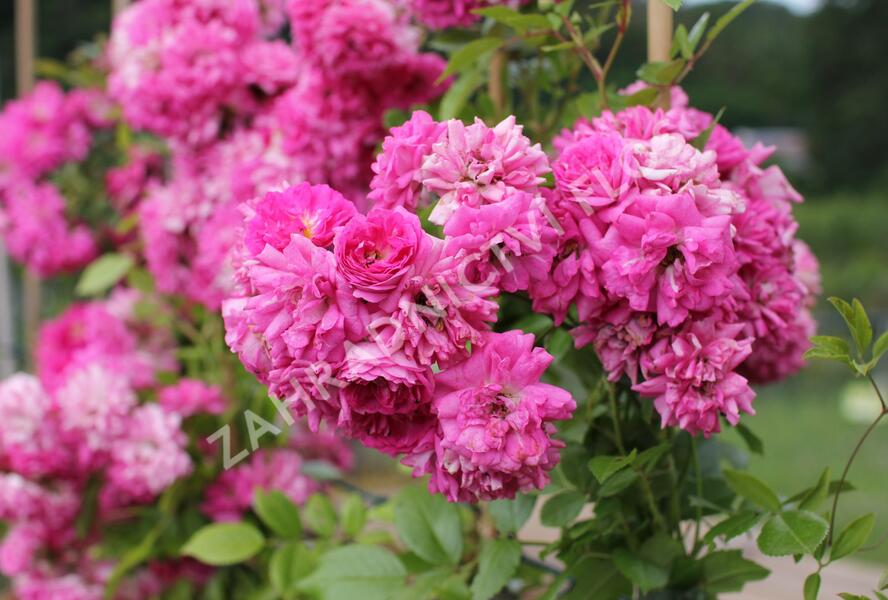 Růže pnoucí 'Superb Dorothy' - Rosa PN 'Superb Dorothy'
