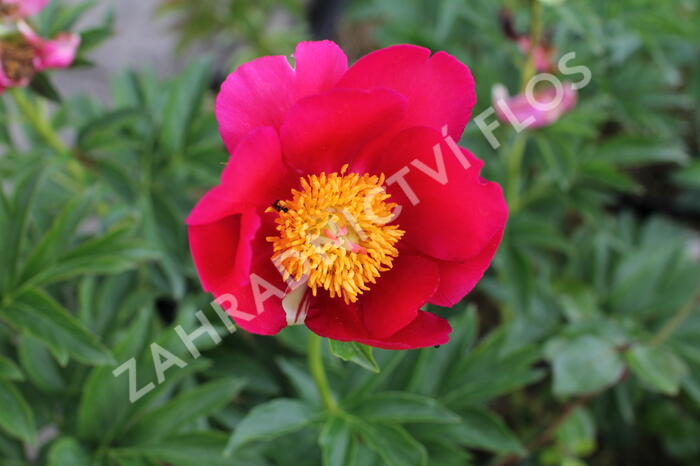 Pivoňka bělokvětá 'Sword Dance' - Paeonia lactiflora 'Sword Dance'