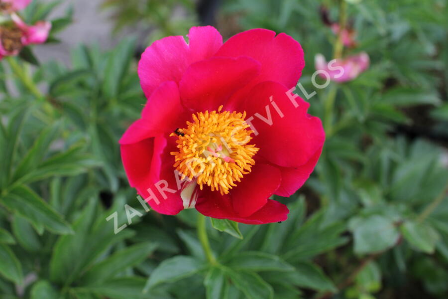 Pivoňka bělokvětá 'Sword Dance' - Paeonia lactiflora 'Sword Dance'