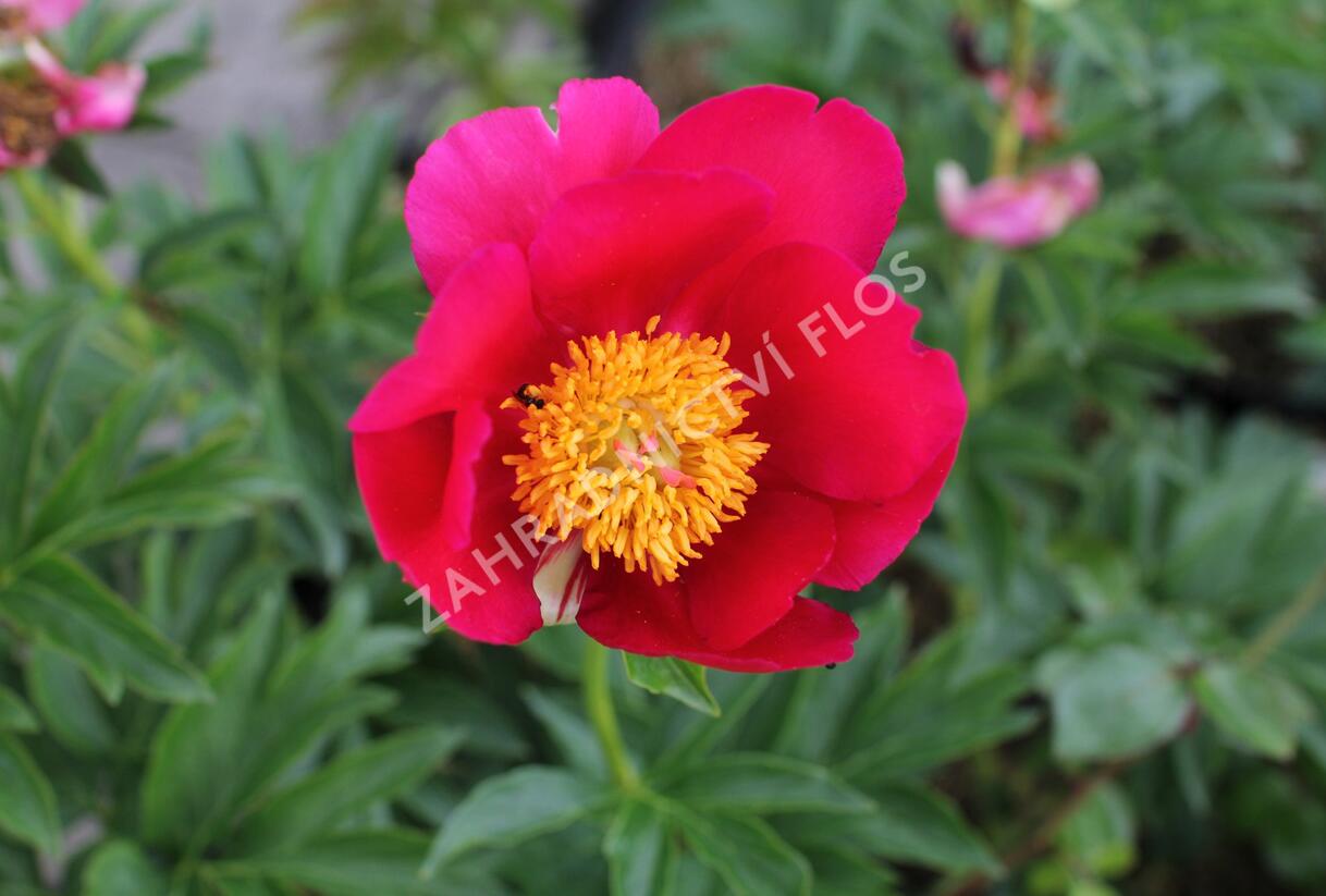 Pivoňka bělokvětá 'Sword Dance' - Paeonia lactiflora 'Sword Dance'
