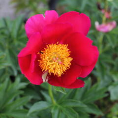 Pivoňka bělokvětá 'Sword Dance' - Paeonia lactiflora 'Sword Dance'