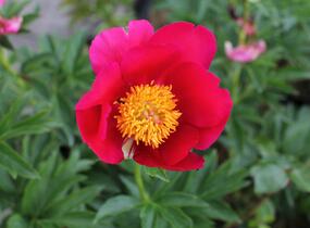 Pivoňka bělokvětá 'Sword Dance' - Paeonia lactiflora 'Sword Dance'