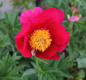 Pivoňka bělokvětá 'Sword Dance' - Paeonia lactiflora 'Sword Dance'