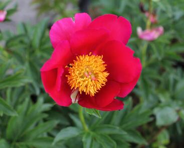 Pivoňka bělokvětá 'Sword Dance'