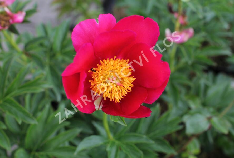 Pivoňka bělokvětá 'Sword Dance' - Paeonia lactiflora 'Sword Dance'