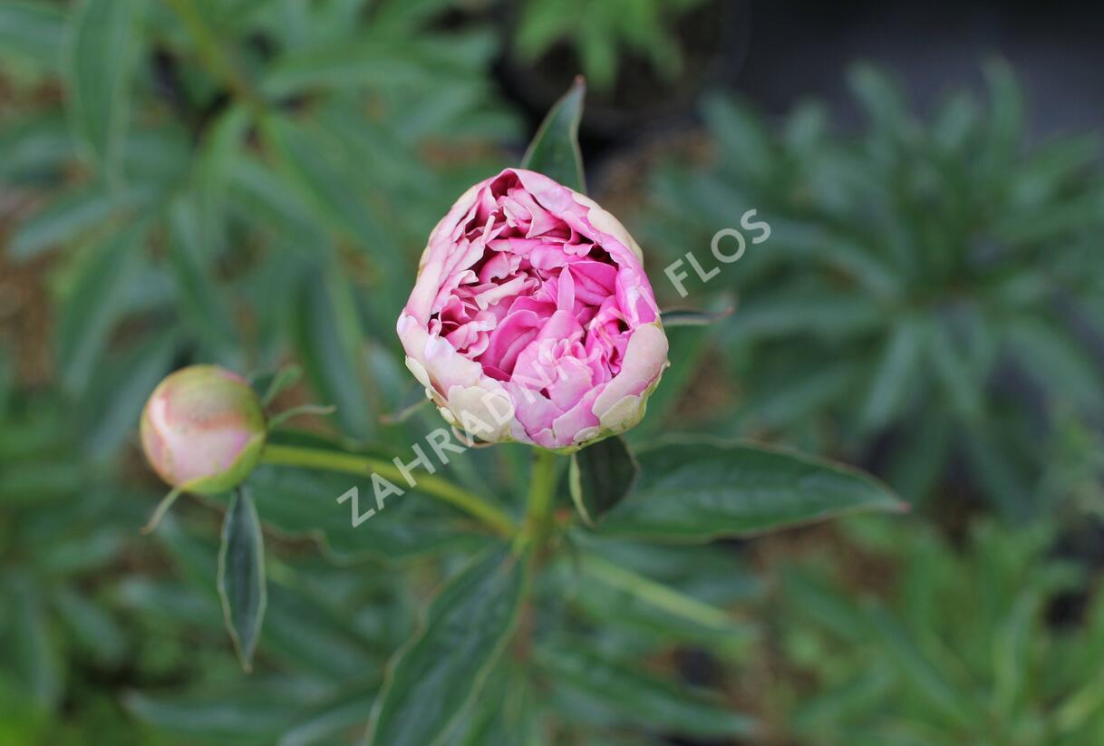Pivoňka bělokvětá 'Chiffon Parfait' - Paeonia lactiflora 'Chiffon Parfait'