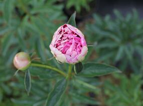 Pivoňka bělokvětá 'Chiffon Parfait' - Paeonia lactiflora 'Chiffon Parfait'