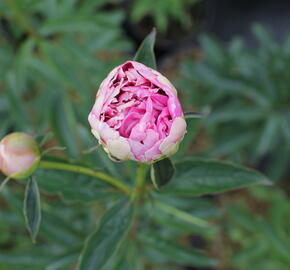 Pivoňka bělokvětá 'Chiffon Parfait' - Paeonia lactiflora 'Chiffon Parfait'