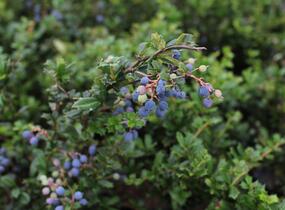 Dřišťál Darwinův - Berberis darwinii