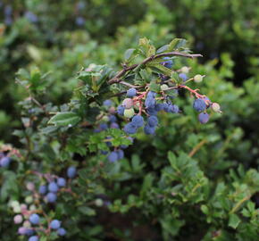 Dřišťál Darwinův - Berberis darwinii