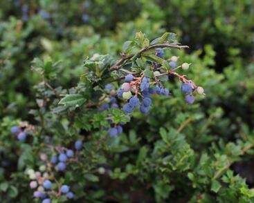 Dřišťál Darwinův