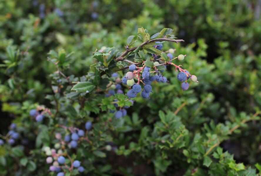 Dřišťál Darwinův - Berberis darwinii