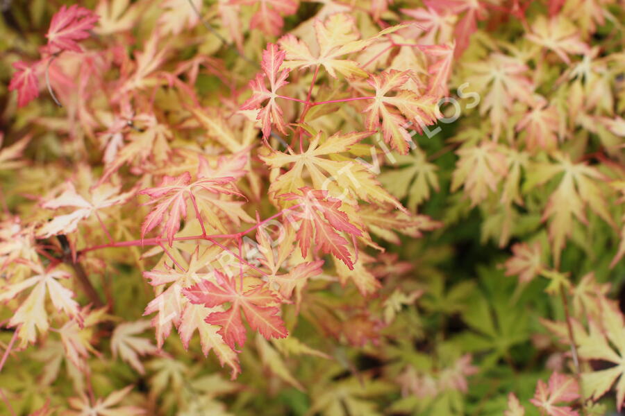Javor dlanitolistý 'Orange Lace' - Acer palmatum 'Orange Lace'