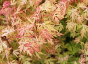 Javor dlanitolistý 'Orange Lace' - Acer palmatum 'Orange Lace'