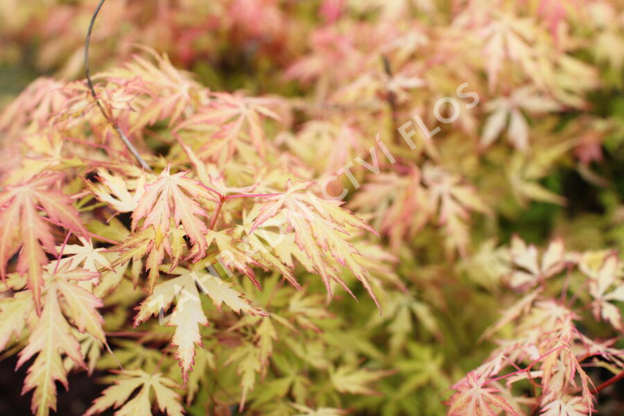 Javor dlanitolistý 'Orange Lace' - Acer palmatum 'Orange Lace'