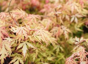 Javor dlanitolistý 'Orange Lace' - Acer palmatum 'Orange Lace'