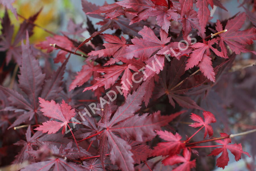Javor dlanitolistý 'Trompenburg' - Acer palmatum 'Trompenburg'
