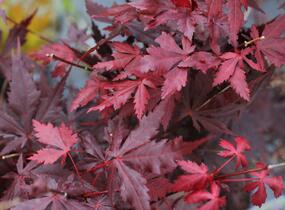 Javor dlanitolistý 'Trompenburg' - Acer palmatum 'Trompenburg'