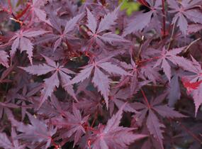 Javor dlanitolistý 'Trompenburg' - Acer palmatum 'Trompenburg'