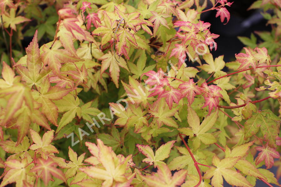 Javor dlanitolistý 'Bi-hoo' - Acer palmatum 'Bi-hoo'