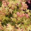Javor dlanitolistý 'Bi-hoo' - Acer palmatum 'Bi-hoo'