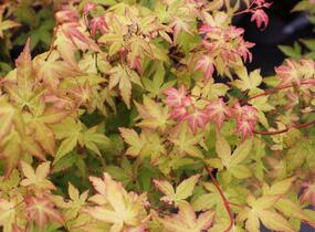Javor dlanitolistý 'Bi-hoo' - Acer palmatum 'Bi-hoo'
