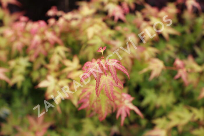 Javor dlanitolistý 'Bi-hoo' - Acer palmatum 'Bi-hoo'