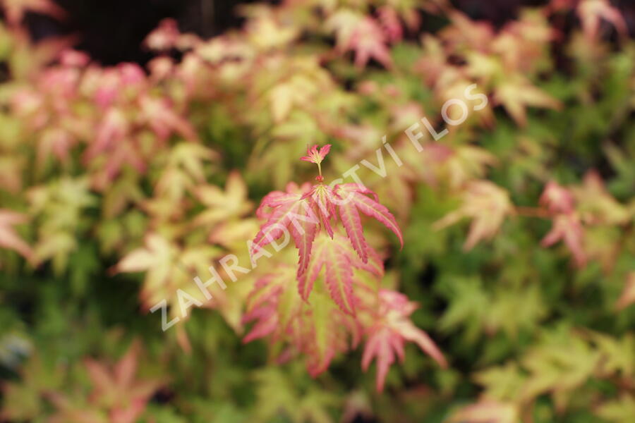 Javor dlanitolistý 'Bi-hoo' - Acer palmatum 'Bi-hoo'