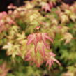 Javor dlanitolistý 'Bi-hoo' - Acer palmatum 'Bi-hoo'