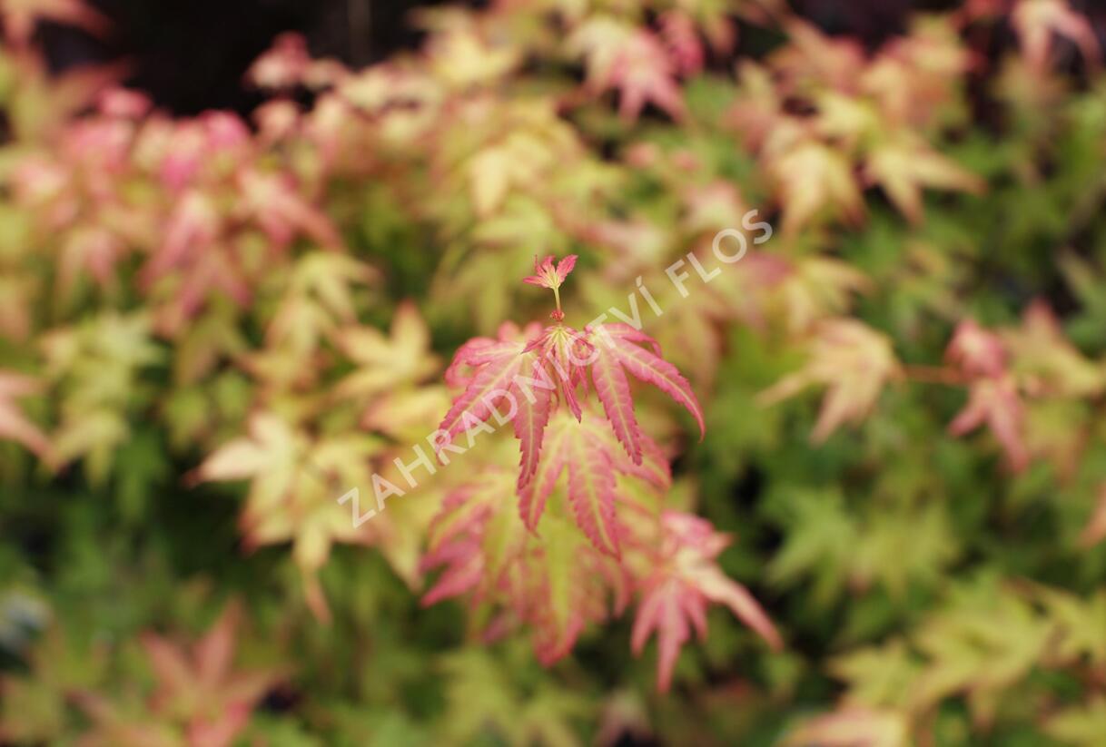 Javor dlanitolistý 'Bi-hoo' - Acer palmatum 'Bi-hoo'